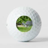 Fox Terrier Funny Scare Face Golfballen (Voorkant)