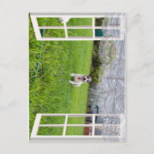 Fox Terrier Kom spelen, Briefkaart