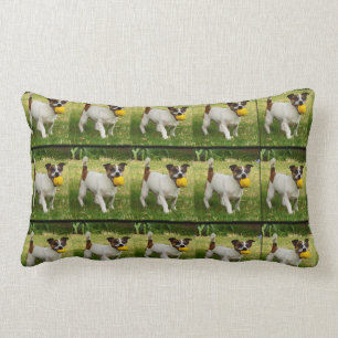 Fox Terrier met z'n buiklumbar. Kussen
