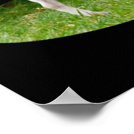 Fox Terrier on Guard Duty, Poster (Hoek)