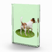 Fox Terrier op alarm, Fotoblokken (Rechts)