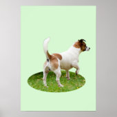 Fox Terrier op alarm, Poster (Voorkant)