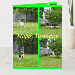 Fox Terrier, Photo Collage, Big Birthday Kaart
