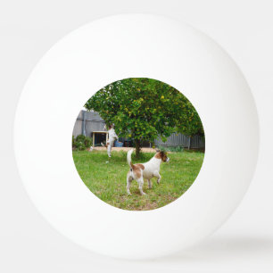 Fox Terrier springt in een boom, Pingpongbal