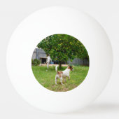 Fox Terrier springt in een boom, Pingpongbal (Achterkant)