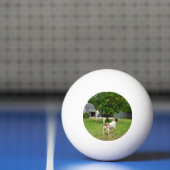 Fox Terrier springt in een boom, Pingpongbal (Net)