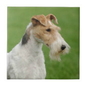 Fox Terrier Tegeltje (Voorkant)