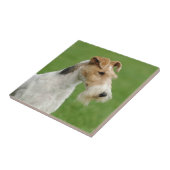 Fox Terrier Tegeltje (Zijkant)