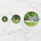 Fox Terriers Confetti (Achterkanten)