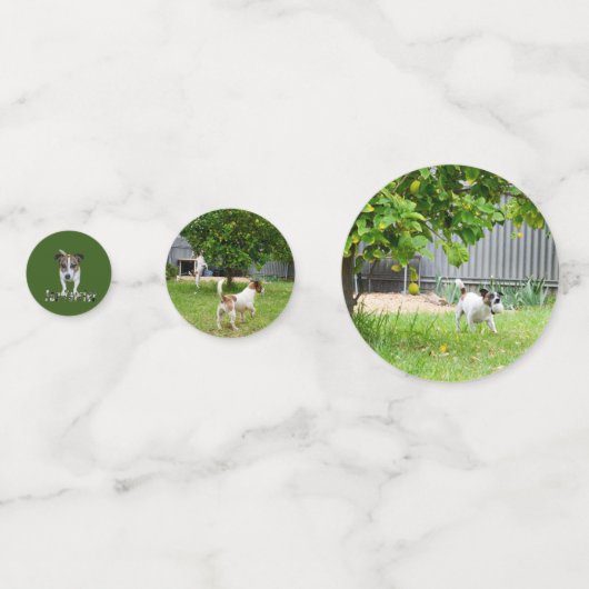 Fox Terriers Confetti (Achterkanten)