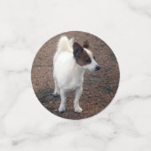 Fox Terriers Confetti (Kleine voorkant)