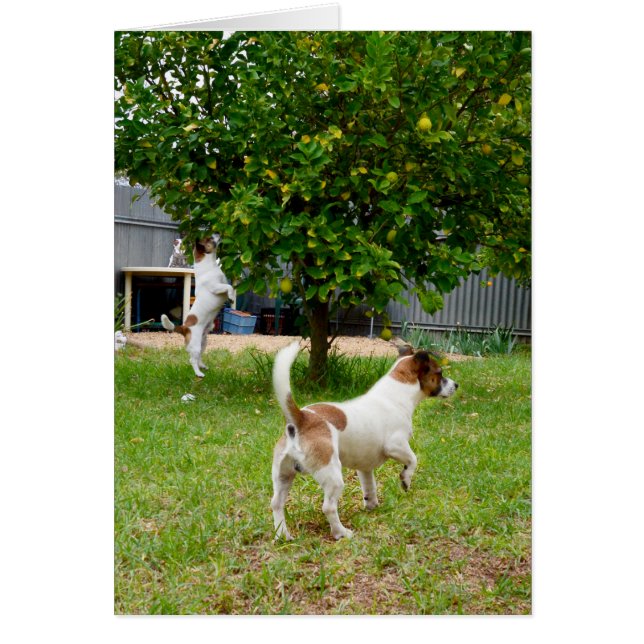 Fox Terriers Play Time (Voorkant)