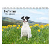 Fox Terriers Wire & Smooth 2027 Kalender (Hoes)