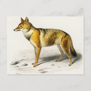 Fox vintage illustrated briefkaart