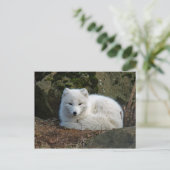 Fox White Briefkaart (Staand voorkant)