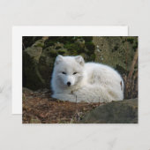 Fox White Briefkaart (Voorkant / Achterkant)