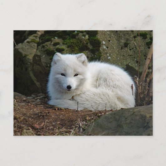 Fox White Briefkaart (Voorkant)