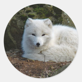 Fox White Ronde Sticker