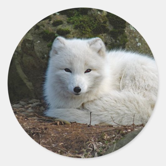Fox White Ronde Sticker (Voorkant)