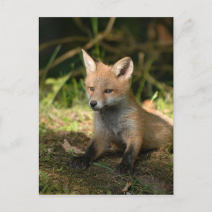 Fox wilde dieren briefkaart
