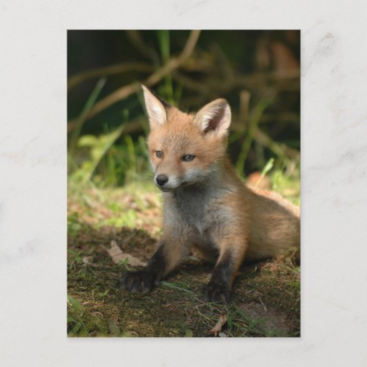 Fox wilde dieren briefkaart (Voorkant)