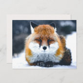 Fox Wilde Dieren Foto Briefkaart (Voorkant / Achterkant)