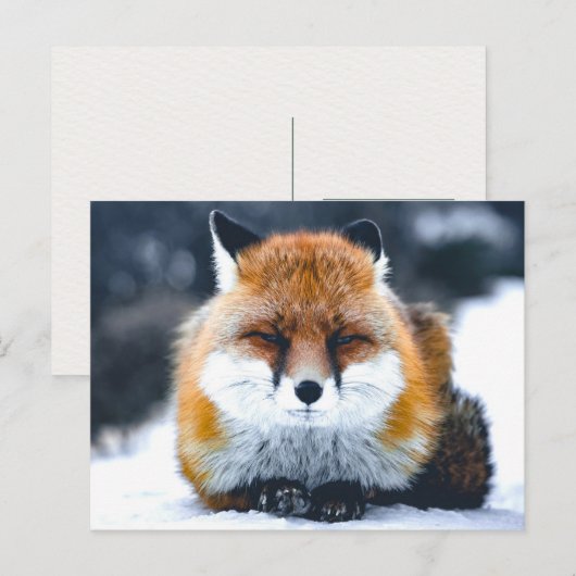 Fox Wilde Dieren Foto Briefkaart (Voorkant / Achterkant)