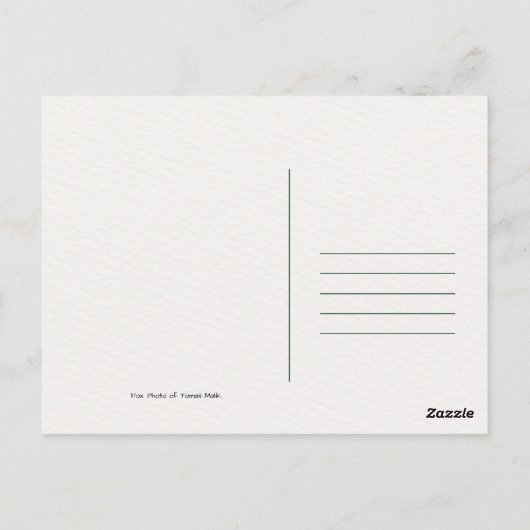 Fox Wilde Dieren Foto Briefkaart (Achterkant)