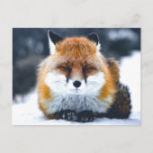 Fox Wilde Dieren Foto Briefkaart (Voorkant)