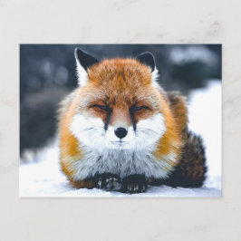 Fox Wilde Dieren Foto Briefkaart
