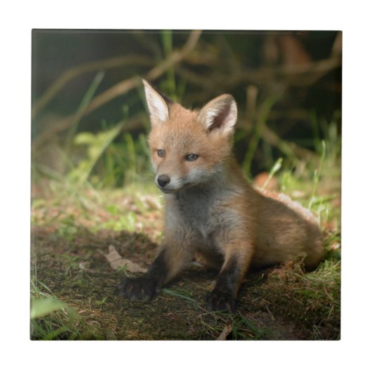 Fox wilde dieren tegeltje (Voorkant)