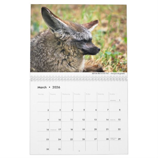 Foxes 2021, ingediend door Chris Milligan Kalender (Mar 2026)