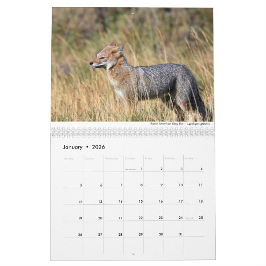 Foxes 2021, ingediend door Chris Milligan Kalender (Jan 2026)