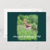 Foxes, Adirondack Mountains of NY Briefkaart (Voorkant / Achterkant)