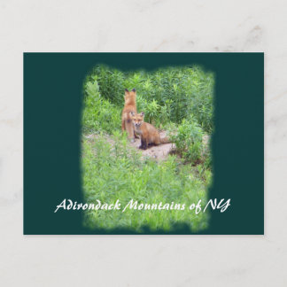Foxes, Adirondack Mountains of NY Briefkaart