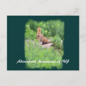 Foxes, Adirondack Mountains of NY Briefkaart (Voorkant)