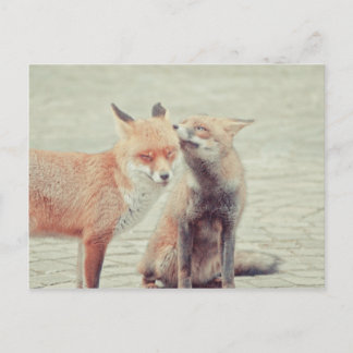 Foxes in liefde! briefkaart