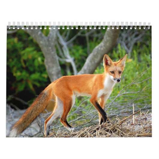 Foxes of Brigantine Beach Photo Calendar Kalender (Hoes)