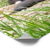 Foxes, onafhankelijk denkend, vieren poster (Hoek)