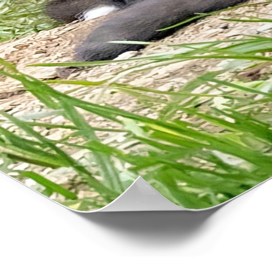 Foxes, onafhankelijk denkend, vieren poster (Hoek)