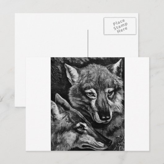 Foxes / Wolven / Coyotes ? Briefkaart (Voorkant / Achterkant)
