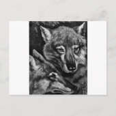 Foxes / Wolven / Coyotes ? Briefkaart (Voorkant)