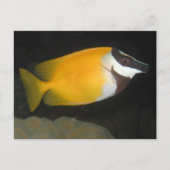 Foxface Rabbitfish Briefkaart (Voorkant)