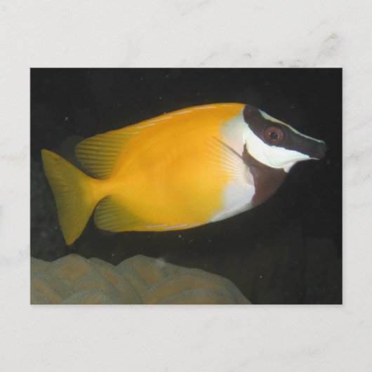 Foxface Rabbitfish Briefkaart (Voorkant)