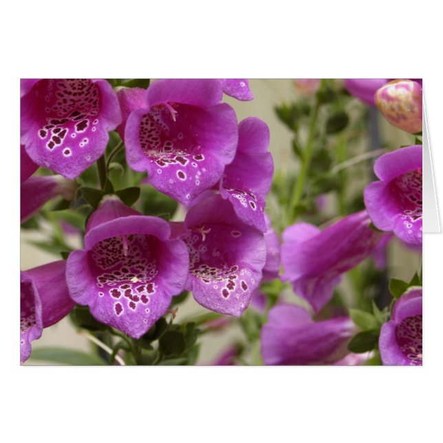 Foxglove (Voorkant Horizontaal)