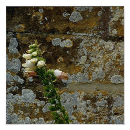 Foxglove and Stone Foto Afdruk