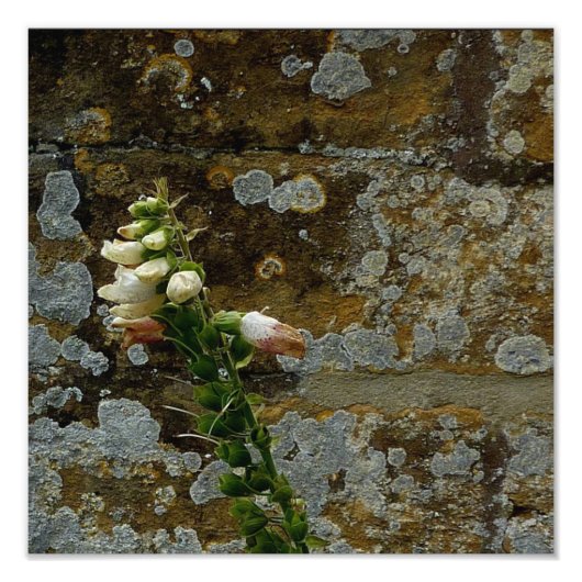 Foxglove and Stone Foto Afdruk (Voorkant)