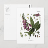Foxglove Briefkaart (Voorkant / Achterkant)