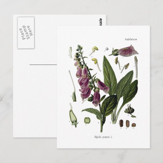 Foxglove Briefkaart (Voorkant / Achterkant)