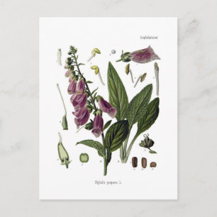 Foxglove Briefkaart